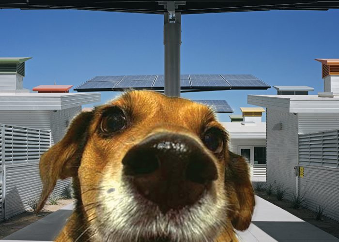 animal shelter b